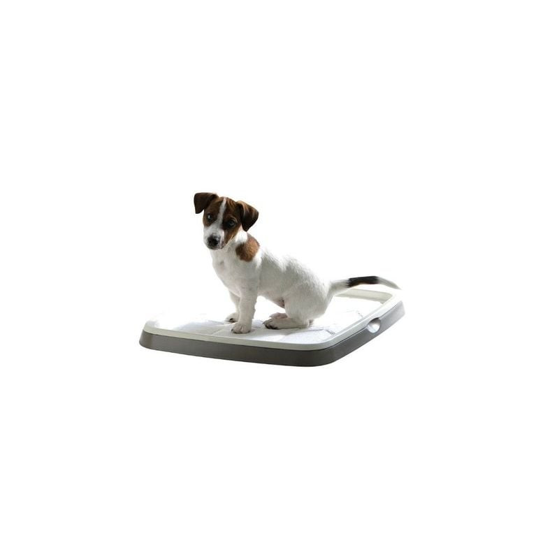 Photo d'ambiance : un petit chiot s'approchant du tapis Savic Puppy Trainer sur un parquet, montrant