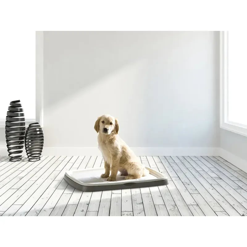 Image d'ambiance d'un chiot joueur debout sur le Savic Puppy Trainer dans un salon cosy, montrant un