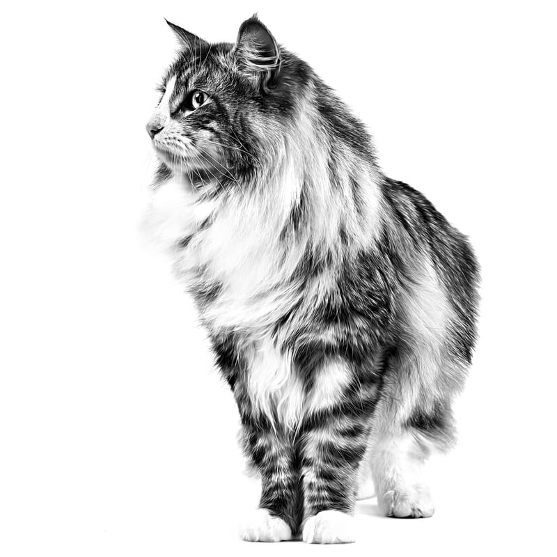 Photo d'ambiance de la pâtée Royal Canin 1967580 servie dans un bol, avec un chat heureux en train d