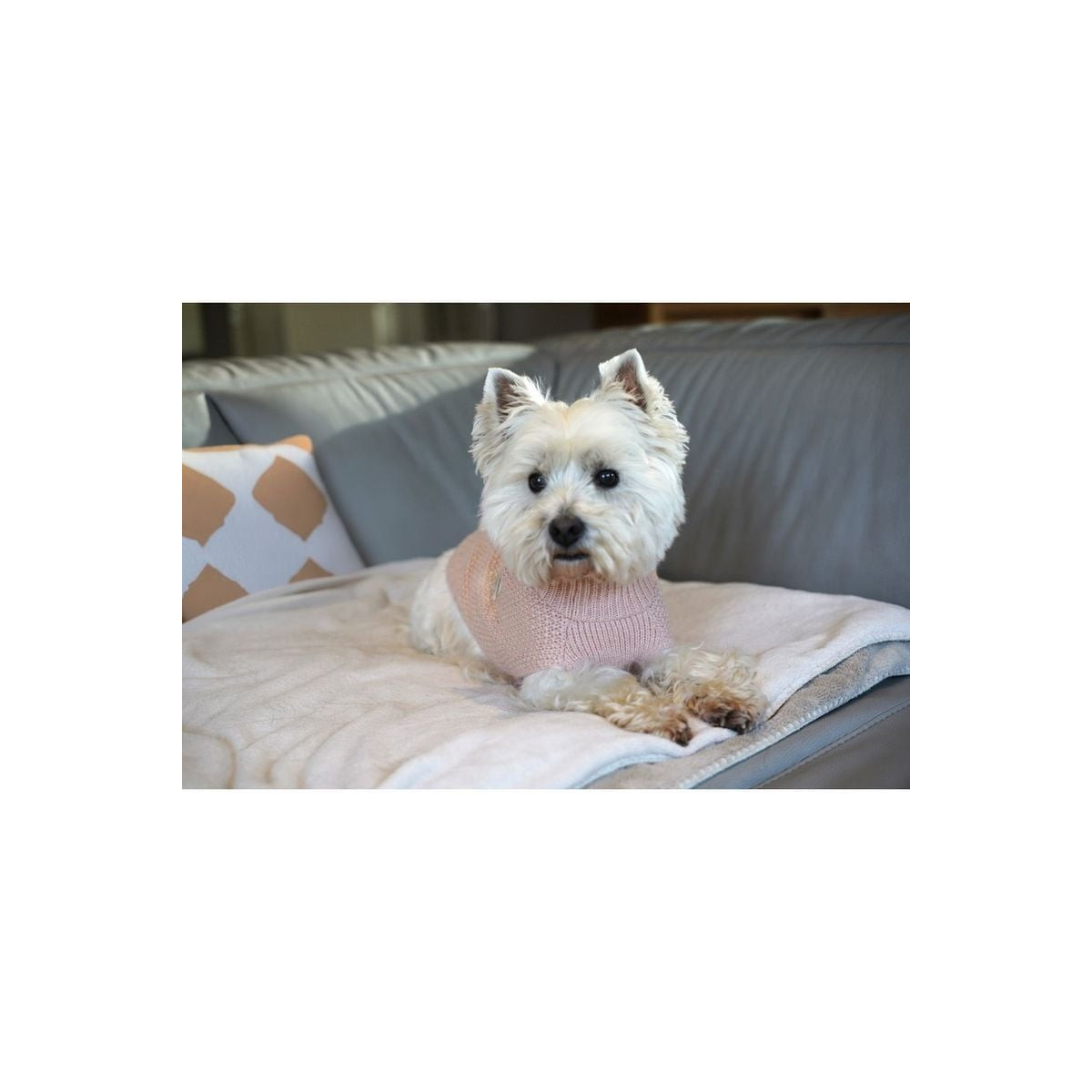 Pull CROCI Roulotte Rose pour Chien 50XL - Confort & Style