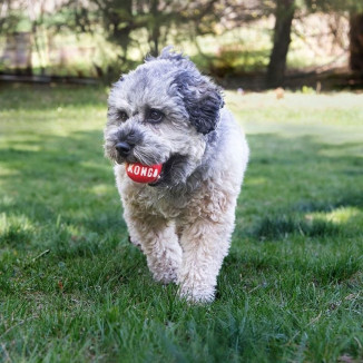 Jouet balle KONG S - Lot 2, rebond supérieur pour petits chiens