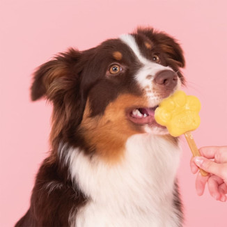 Smoofl Glace Pomme Chien : Bâtonnets Rafraîchissants Sans Lactose