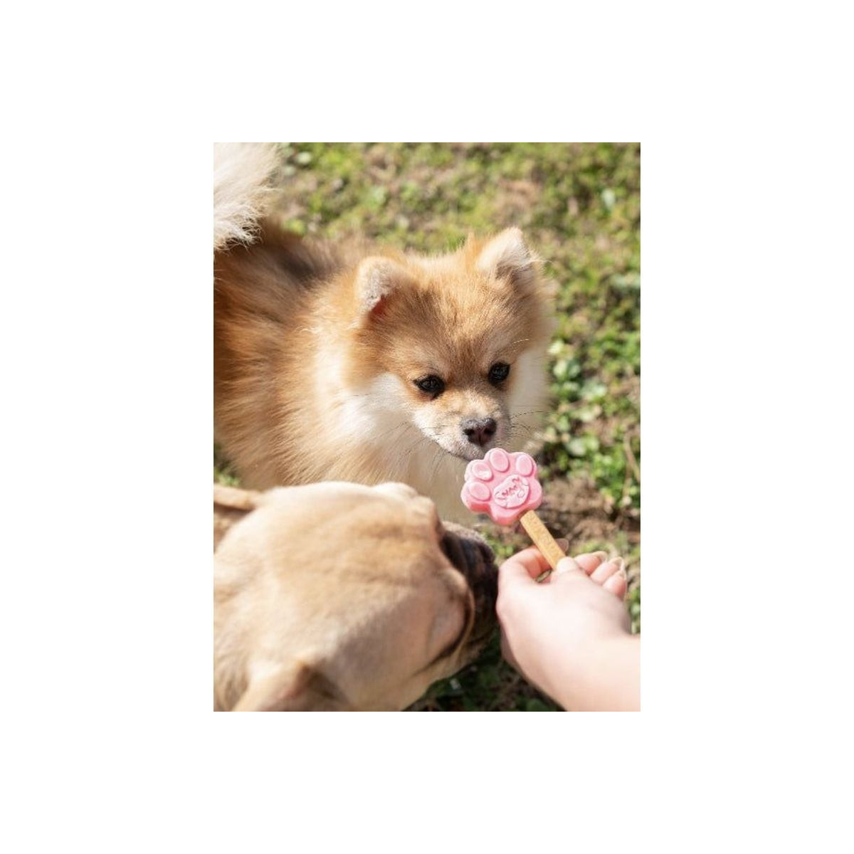 Moule glace chien Smoofl XS - Friandises glacées pour petits chiens