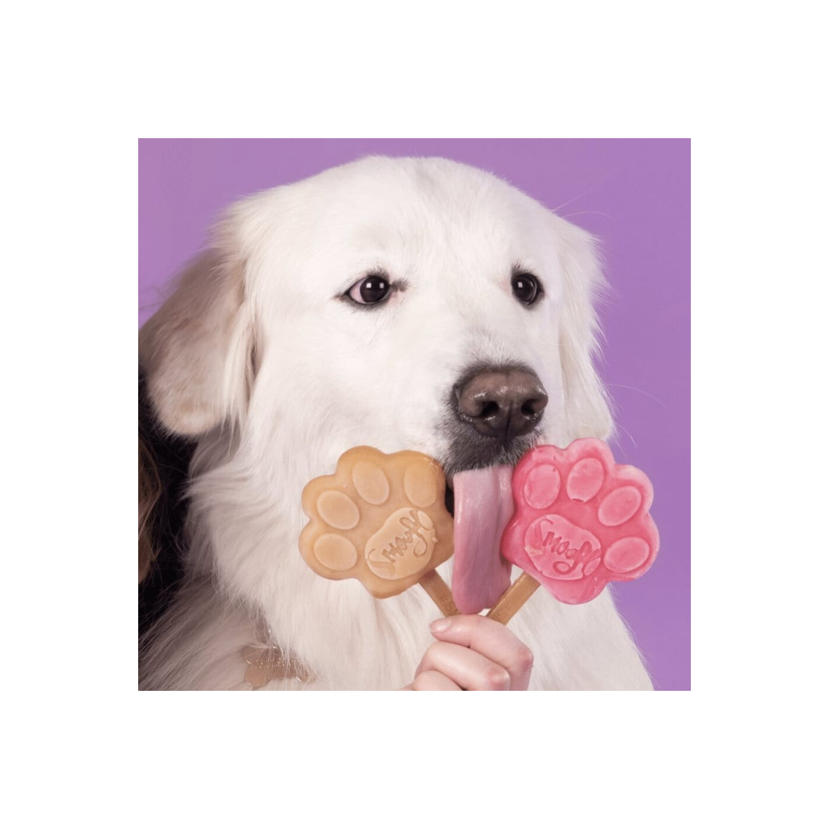 Kit Smoofl Glace Chien Grand - 2 Goûts + Moule Patte