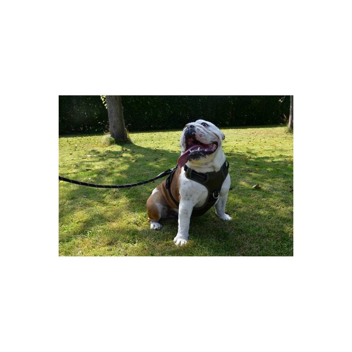 Harnais Croci Rando Walk anti-traction chien gris - Taille L (46-70cm)