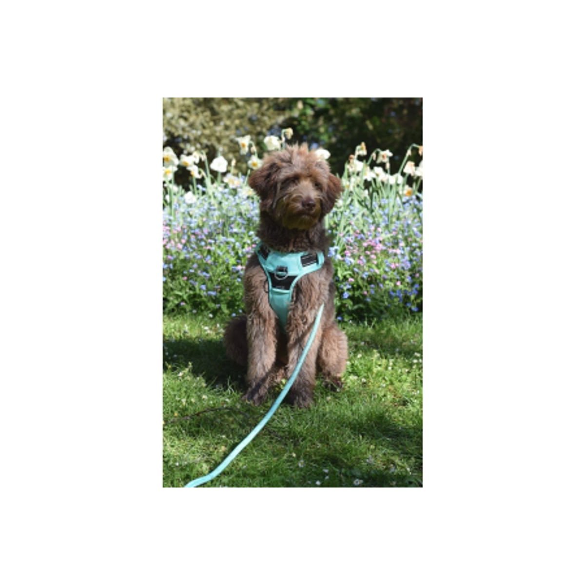 Harnais CROCI Rando Walk Lagon - Anti-traction pour chiens 4-8 kg