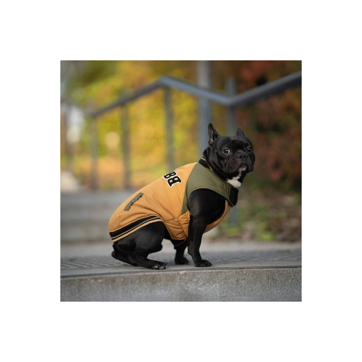 Veste bomber chien CROCI School ocre - Doublure polaire, idéale hiver