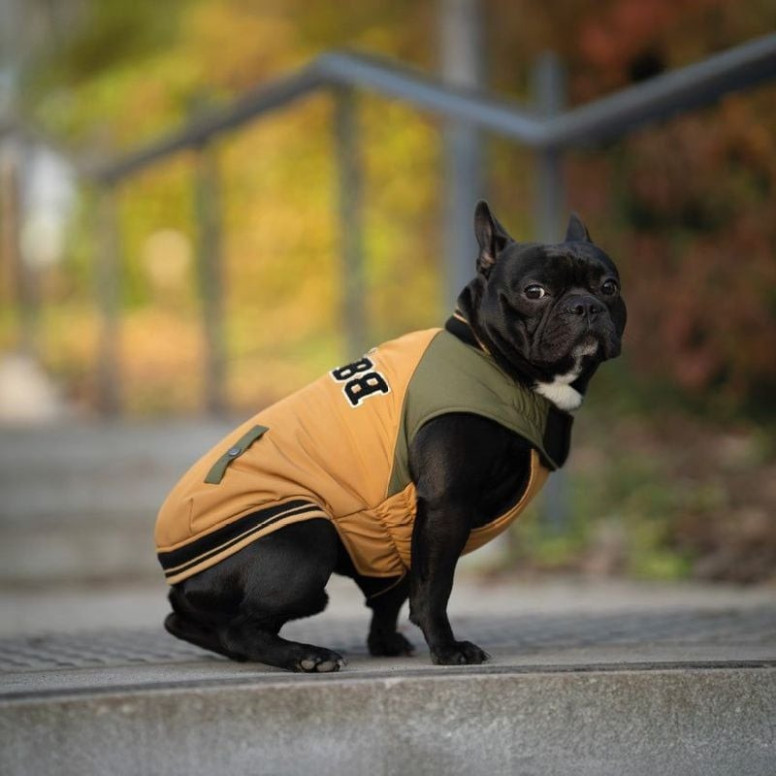 Veste Croci Bomber chien ocre - Doublure polaire et col ajustable