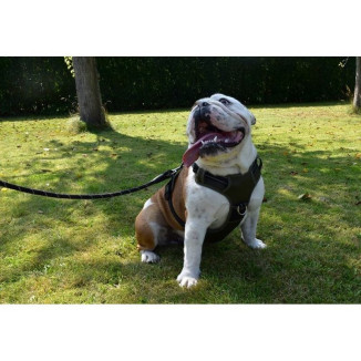 Harnais Croci Rando Walk Noir - Rando Confortable pour Chien (S)