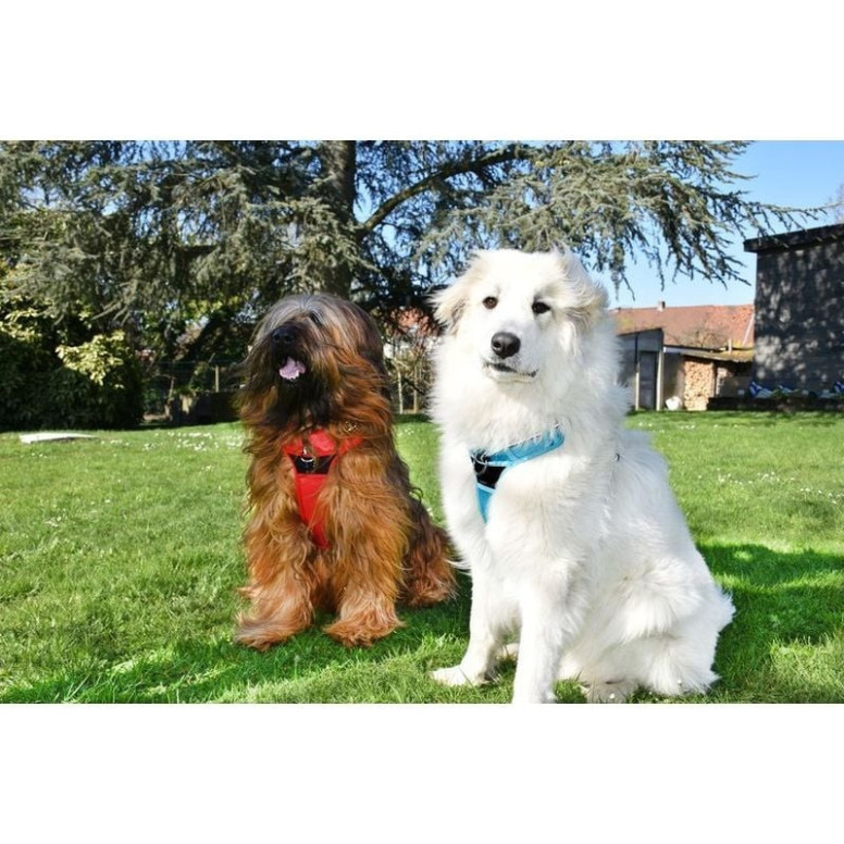 Harnais Croci Rando Walk Noir - Rando Confortable pour Chien (S)