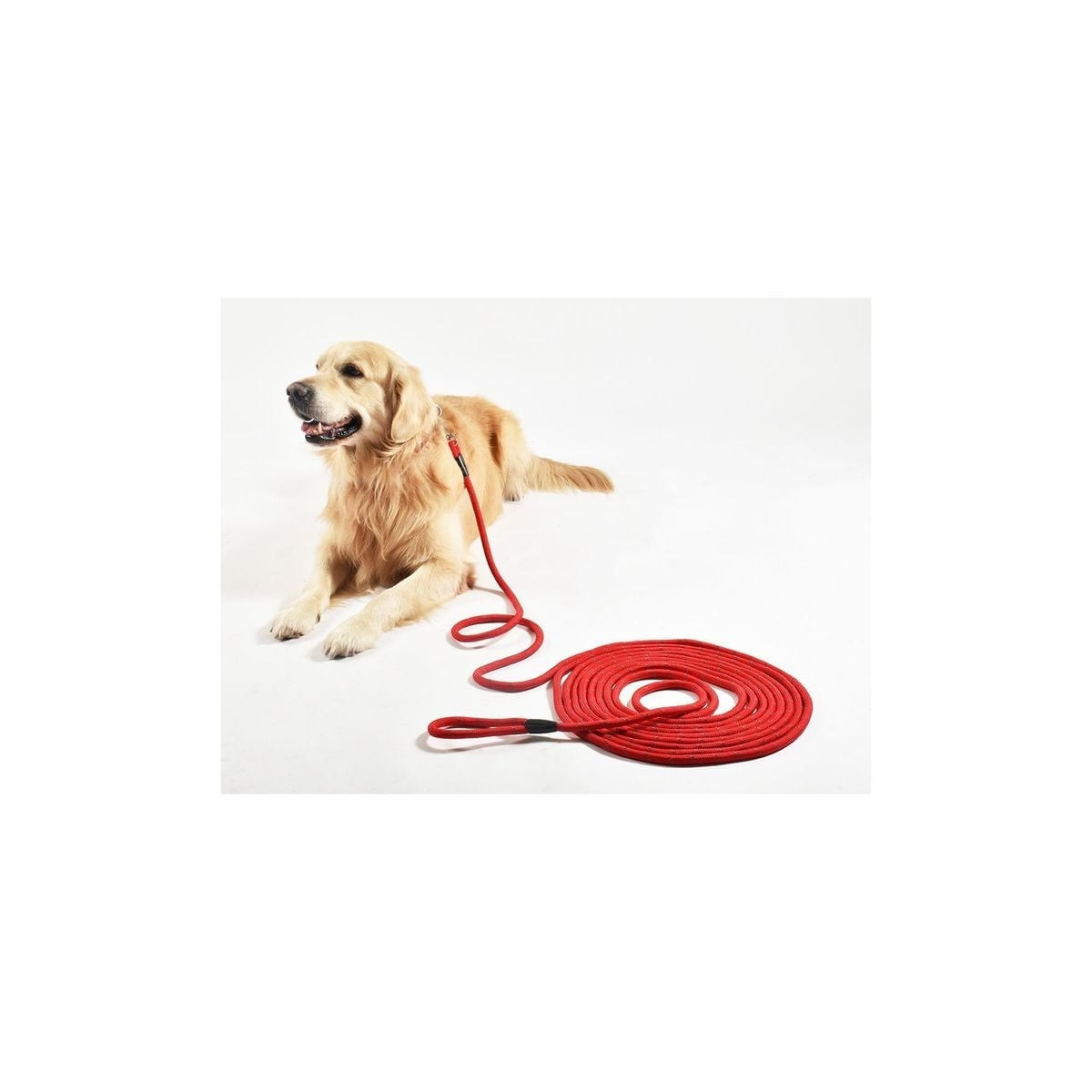 CROCI Walk 5m orange : antidérapante et réfléchissante pour chien
