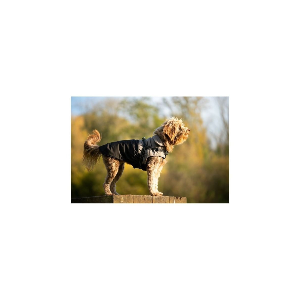 Manteau Croci Tour Noir 34S : Chaleur & sécurité pour chien