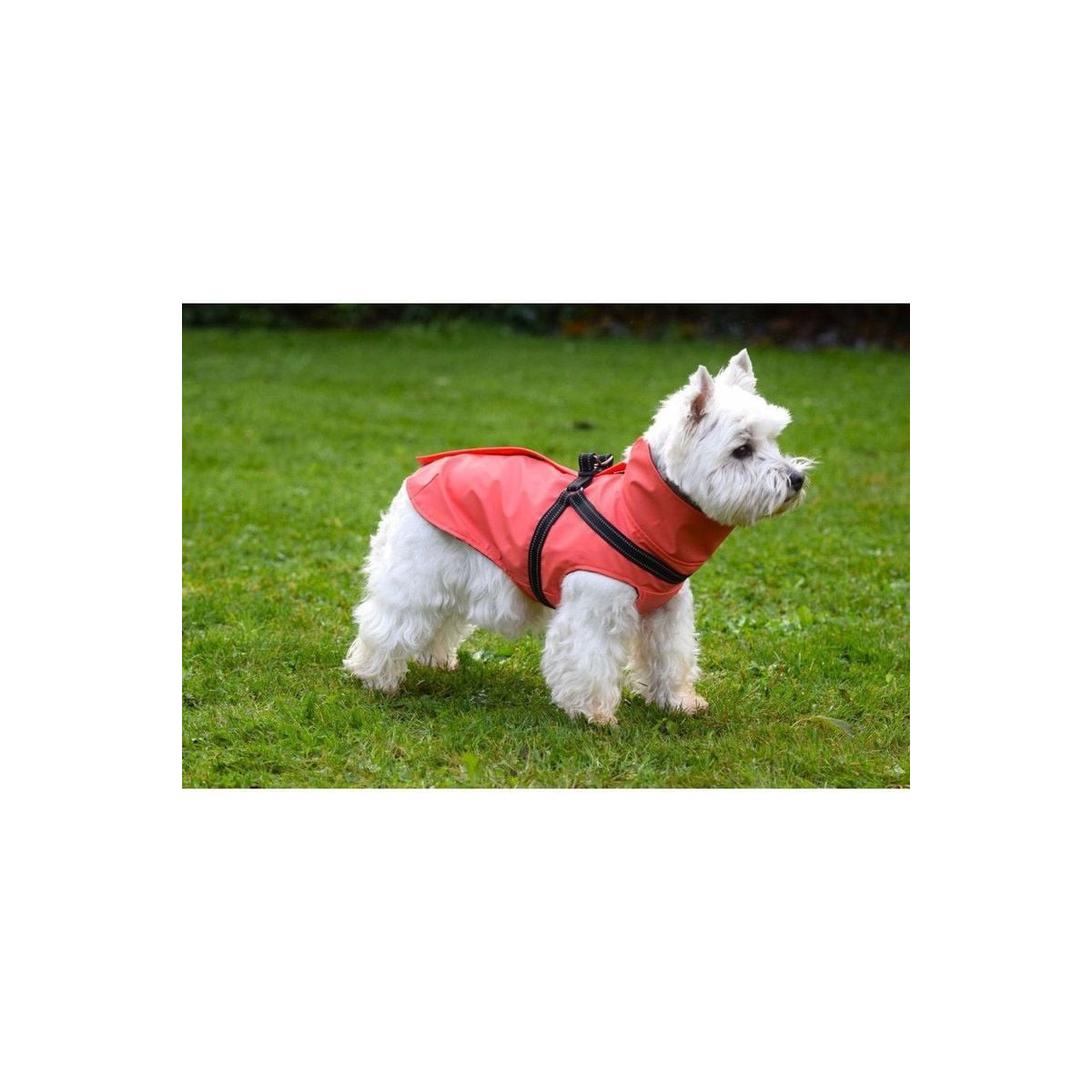 Manteau Croci Tom Corail - Imperméable chien néoprène taille S
