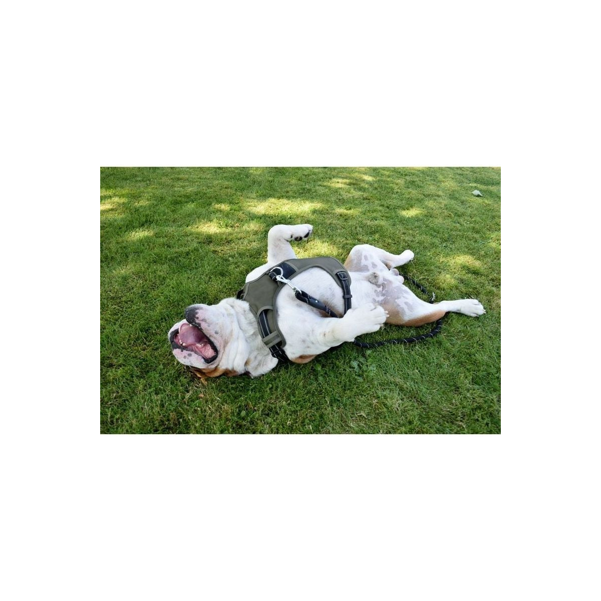 Harnais Croci XS - Anti-traction & réfléchissant pour chiens (20-32cm)