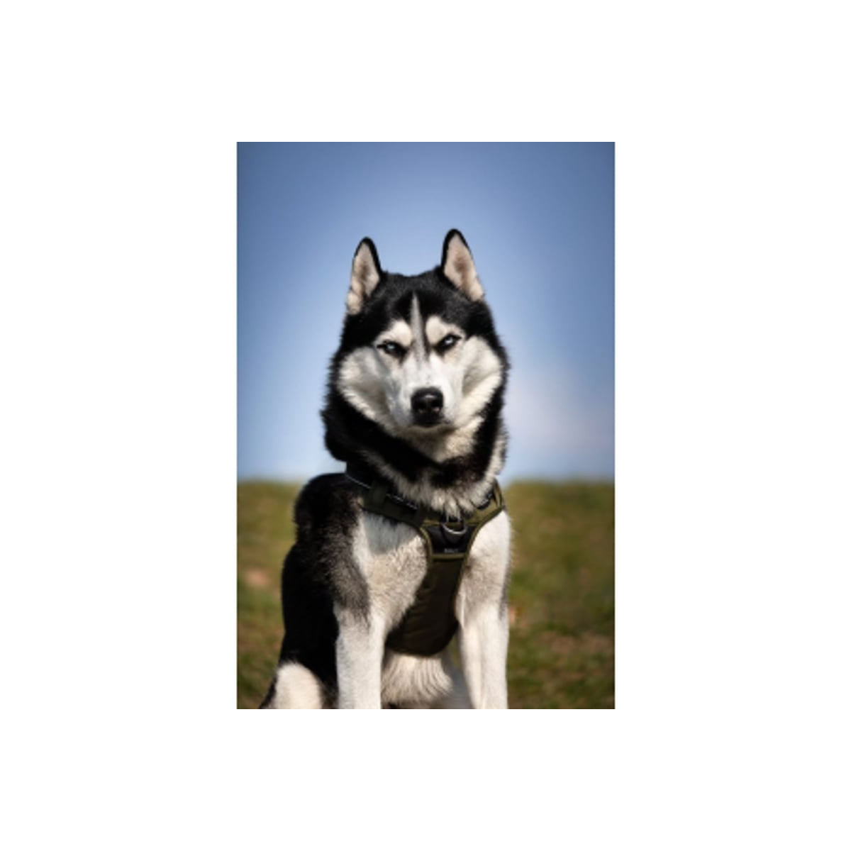 Harnais Croci Rando Walk kaki : anti-traction pour chiens