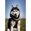 Harnais Croci Rando Walk kaki : anti-traction pour chiens