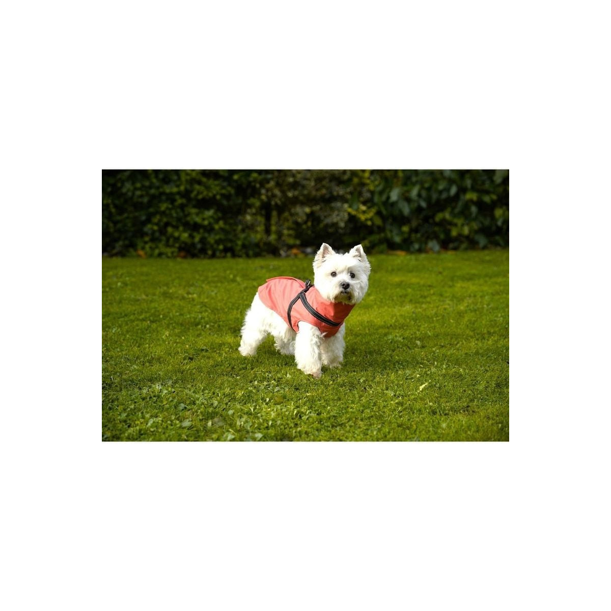 Croci Manteau Tom chien 40 cm corail : imperméable, harnais intégré