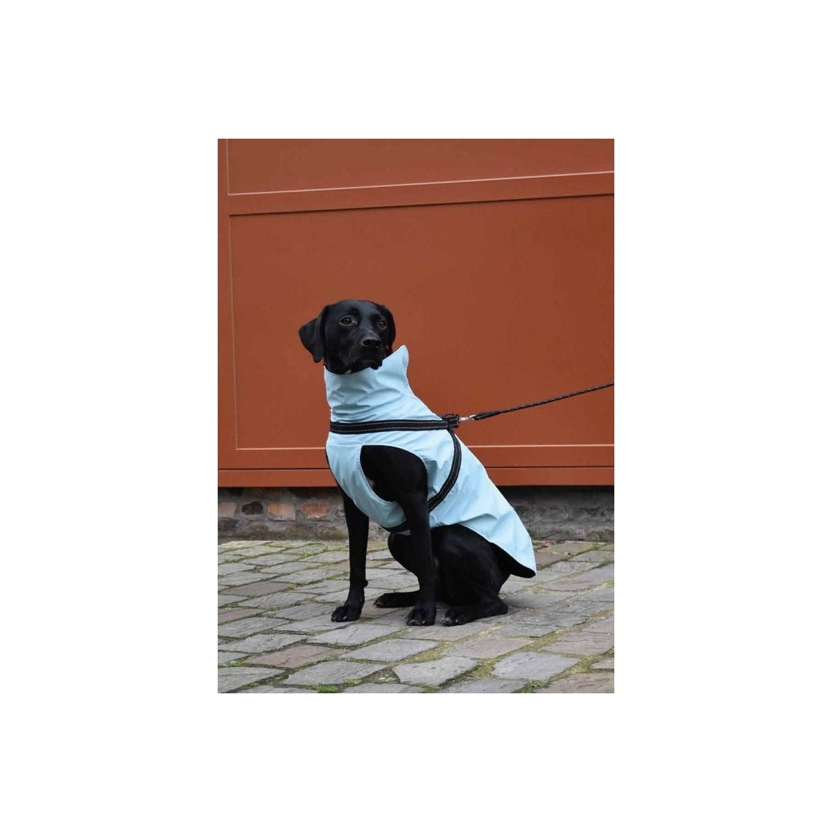 Manteau Croci Tom imperméable bleu glacier - Chien 32S