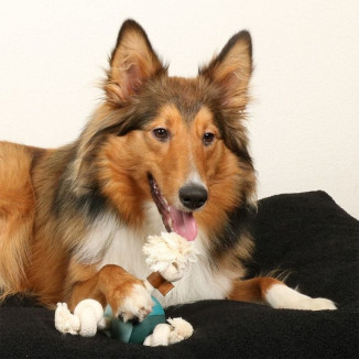 Jouet tir corde Duvo Levi bleu : robuste, idéal rapport chien