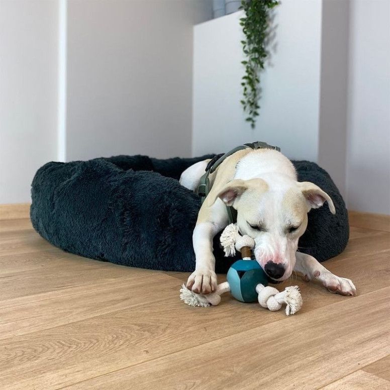 Jouet tir corde Duvo Levi bleu : robuste, idéal rapport chien