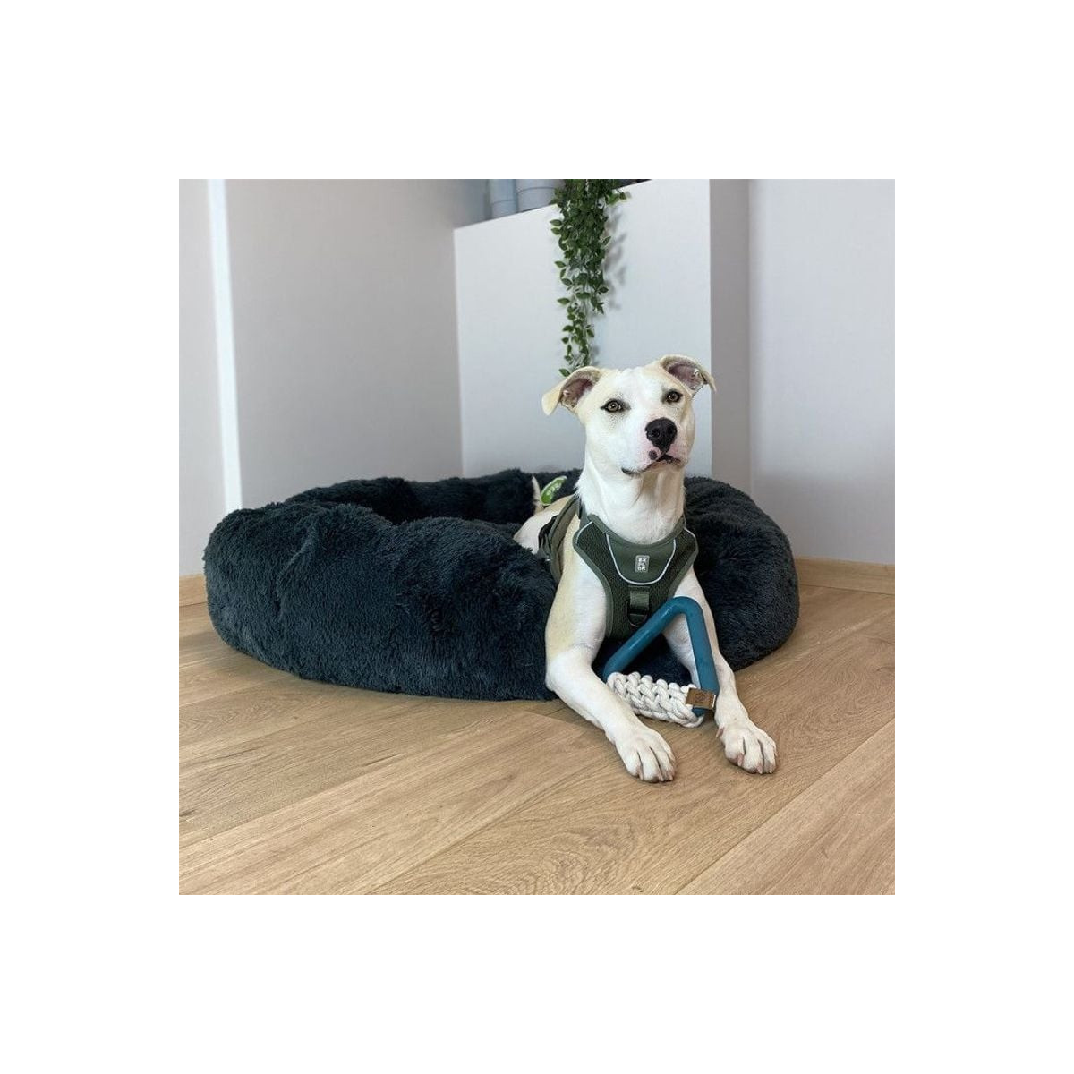 Jouet Duvo Milan bleu - Caoutchouc TPR + corde coton pour chien