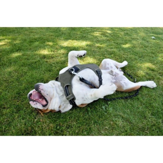 Harnais chien Croci - Rando Walk kaki, anti-traction, réglable 46-70cm