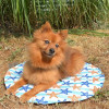 Tapis Duvoplus 60x60cm : fraîcheur pour chien et chat