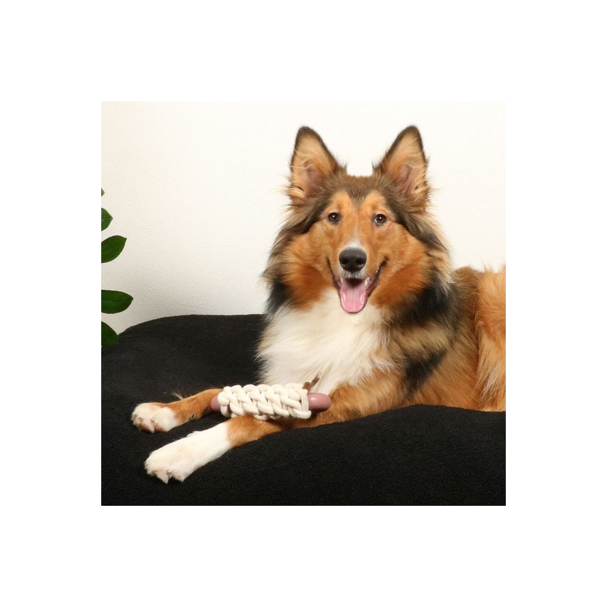 Jouet Duvo Milan rose : caoutchouc TPR + corde coton pour chien