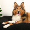 Jouet Duvo Milan rose : caoutchouc TPR + corde coton pour chien