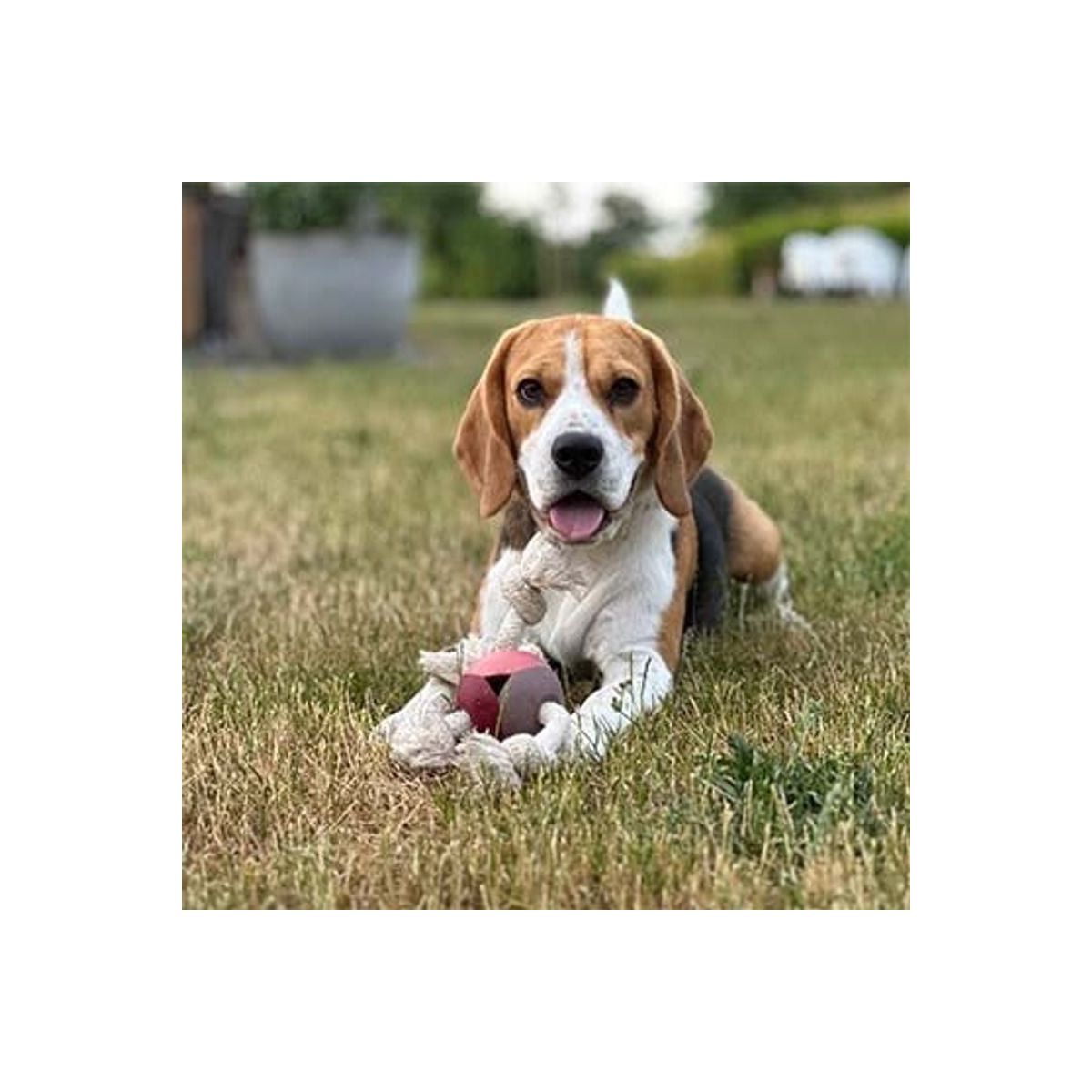 Levi Duvo rose : Jouet chien robuste, 22x8x22cm, soins dentaires