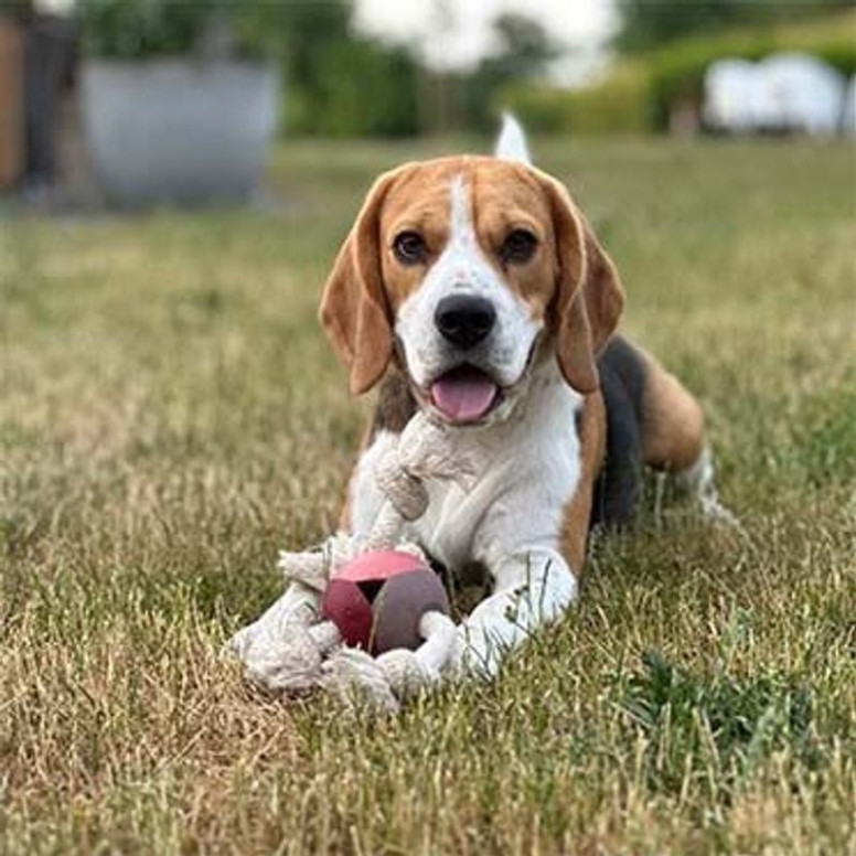 Levi Duvo rose : Jouet chien robuste, 22x8x22cm, soins dentaires