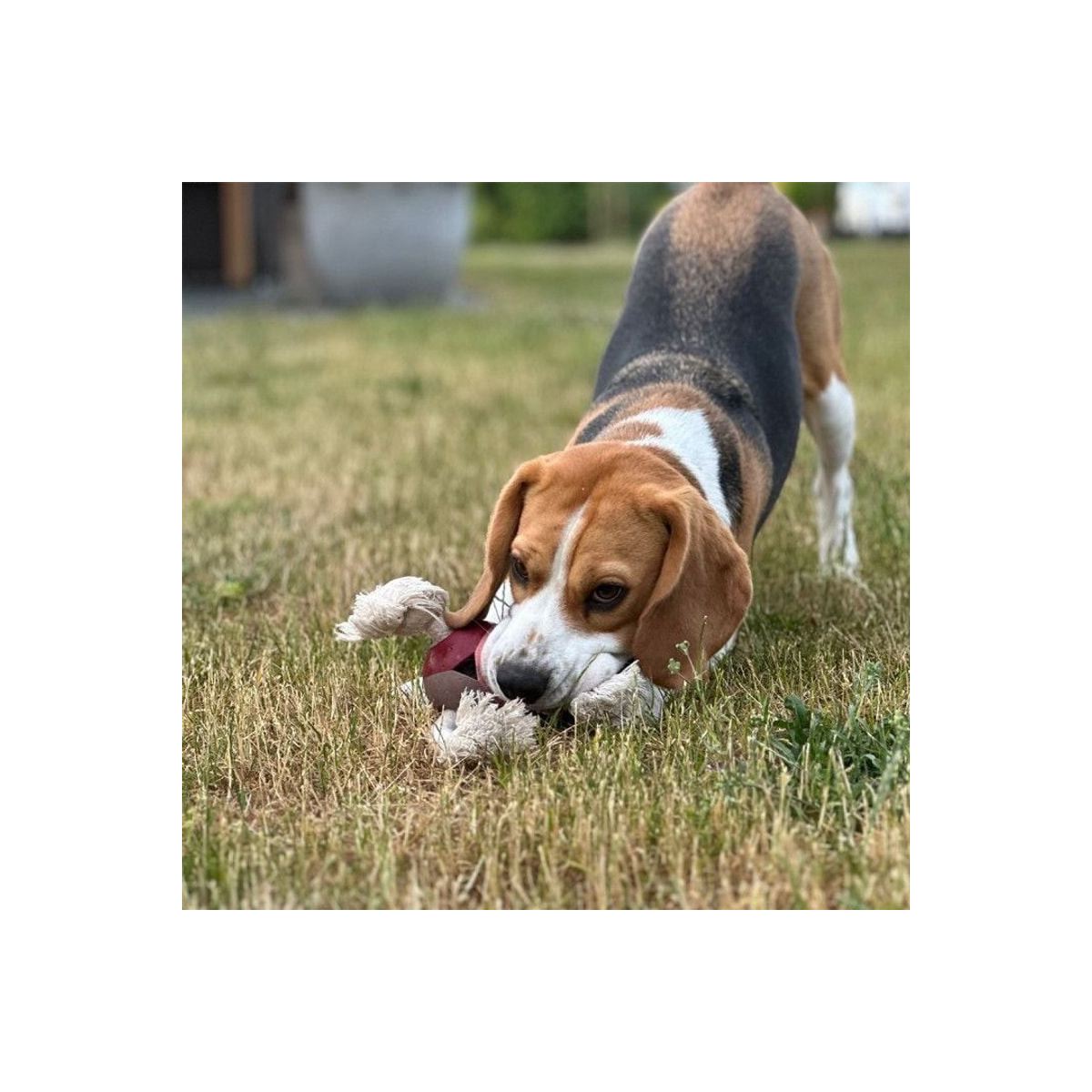 Levi Duvo rose : Jouet chien robuste, 22x8x22cm, soins dentaires