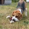 Levi Duvo rose : Jouet chien robuste, 22x8x22cm, soins dentaires