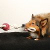 DUVO Yara rose : Jouet chien balle + corde - 66 cm - Sécurité garantie