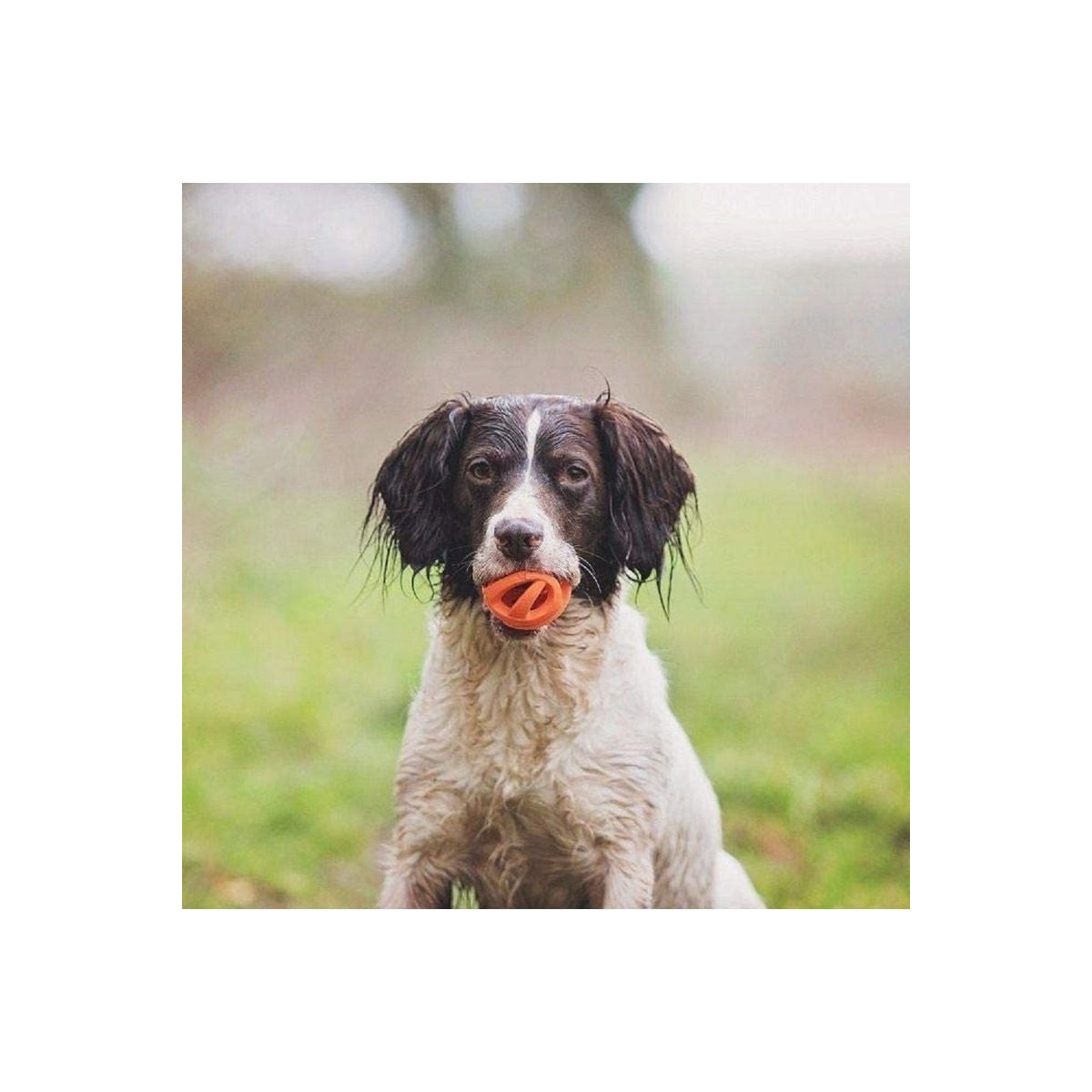 Jouet Chuckit! Air Fetch Ball S - 2 balles 5cm pour petits chiens