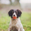 Jouet Chuckit! Air Fetch Ball S - 2 balles 5cm pour petits chiens
