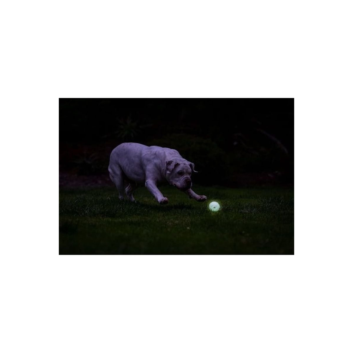 Jouet Chuckit! Air Glow - Balle Fetch Lumineuse pour Chien 20-60 lb