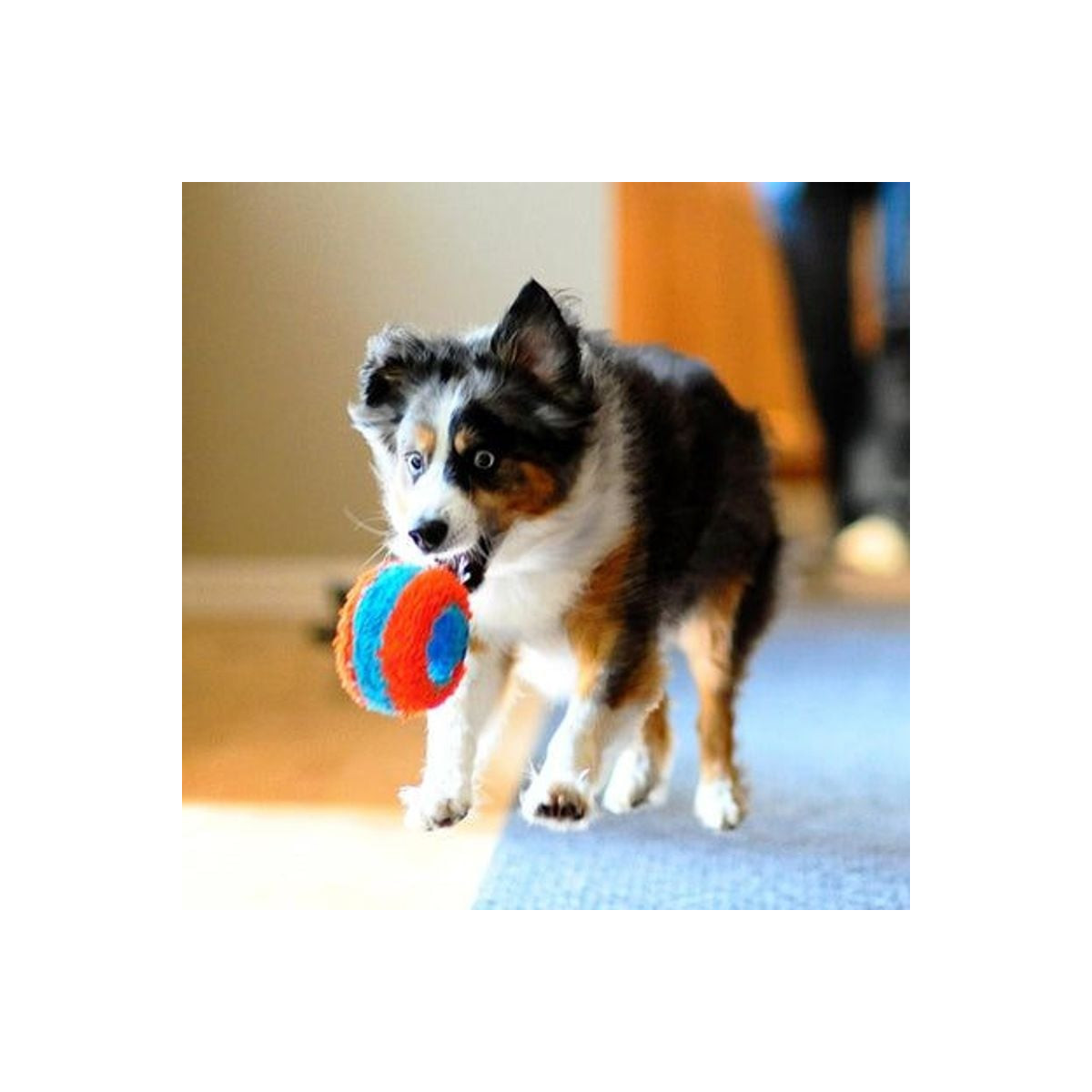 Jouet Chuckit! Indoor : Roller silencieux pour chiens