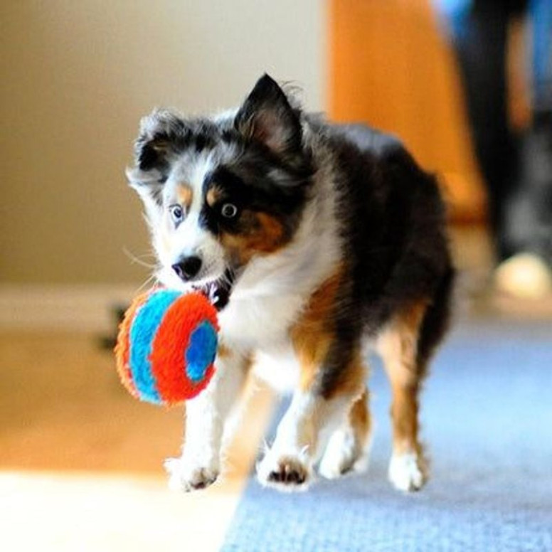 Jouet Chuckit! Indoor : Roller silencieux pour chiens
