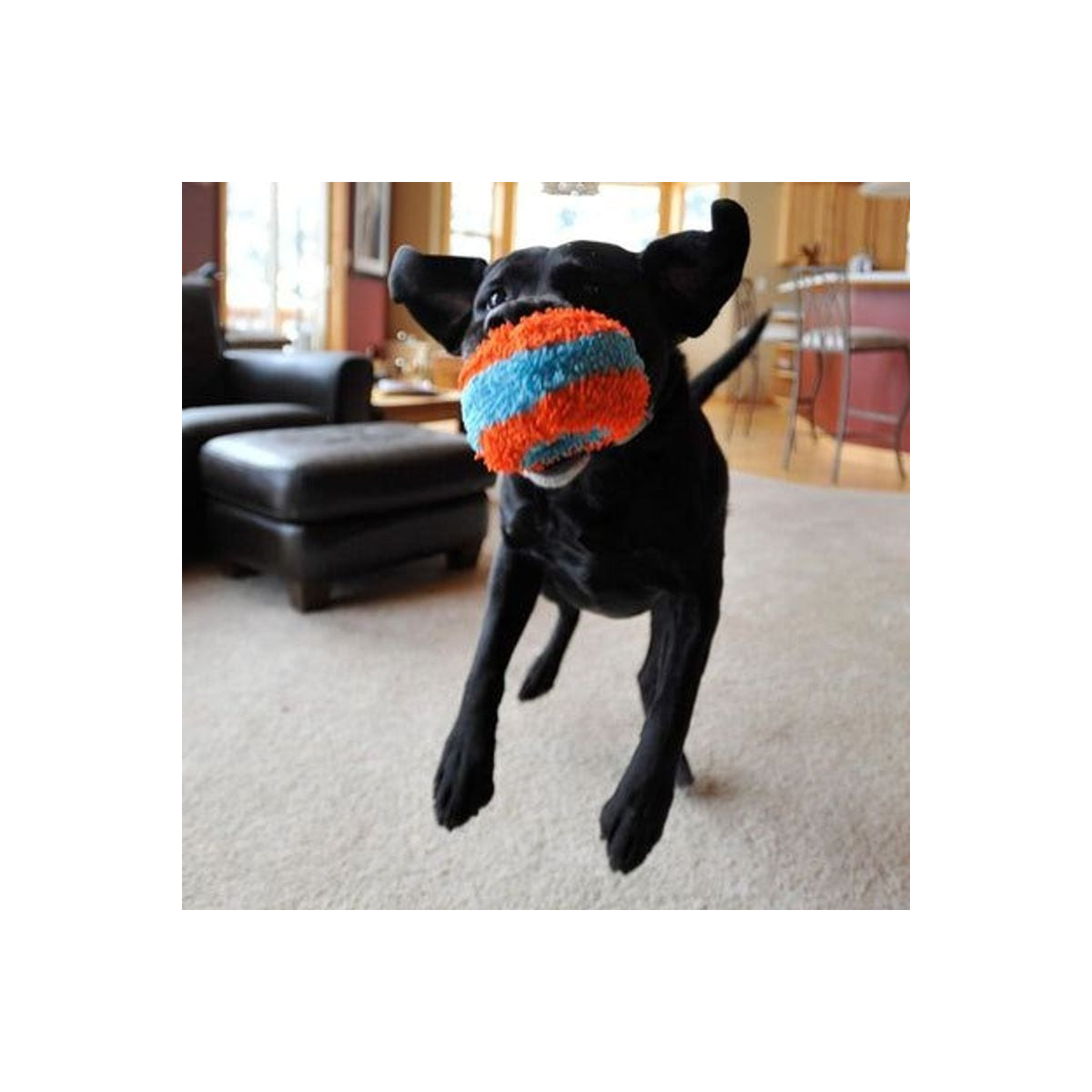 Jouet Chuckit! Indoor : Roller silencieux pour chiens