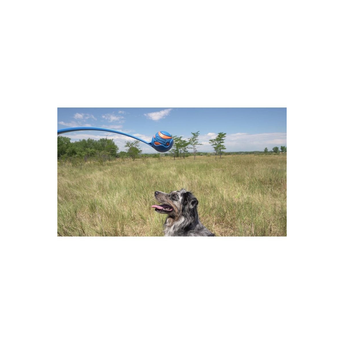 Chuckit! Pro Launcher M 45cm : Jouet chien pour lancers puissants