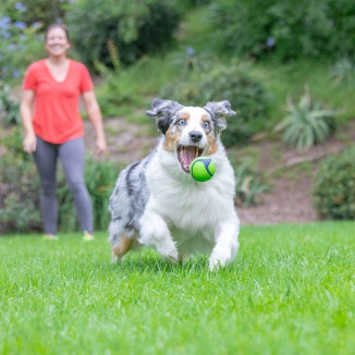 Balle Chuckit! Sniff Beurre Cacahuète M - Durable et flottante