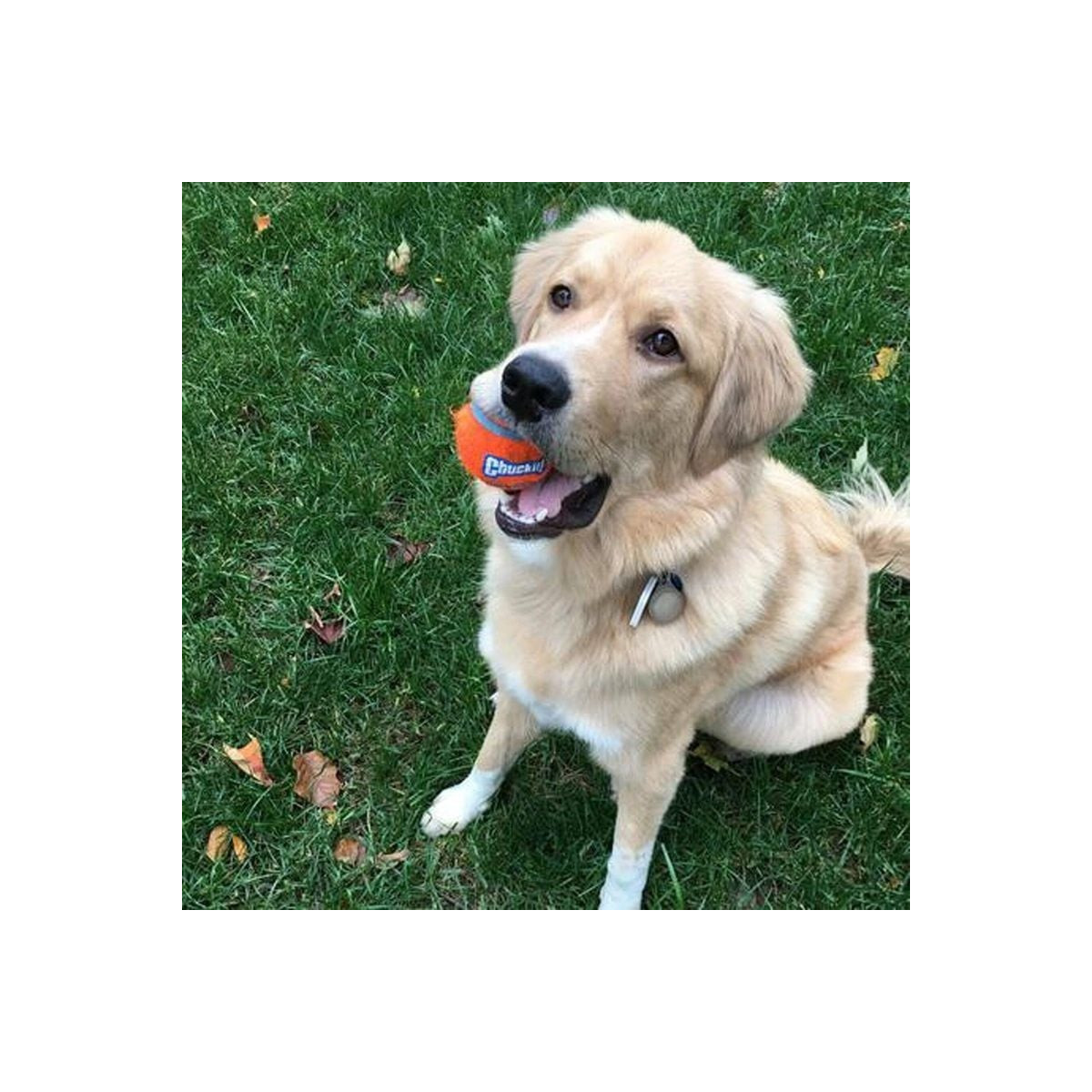 Balles Tennis Chuckit! S X2 - Jouet Chien Durable & Flottant