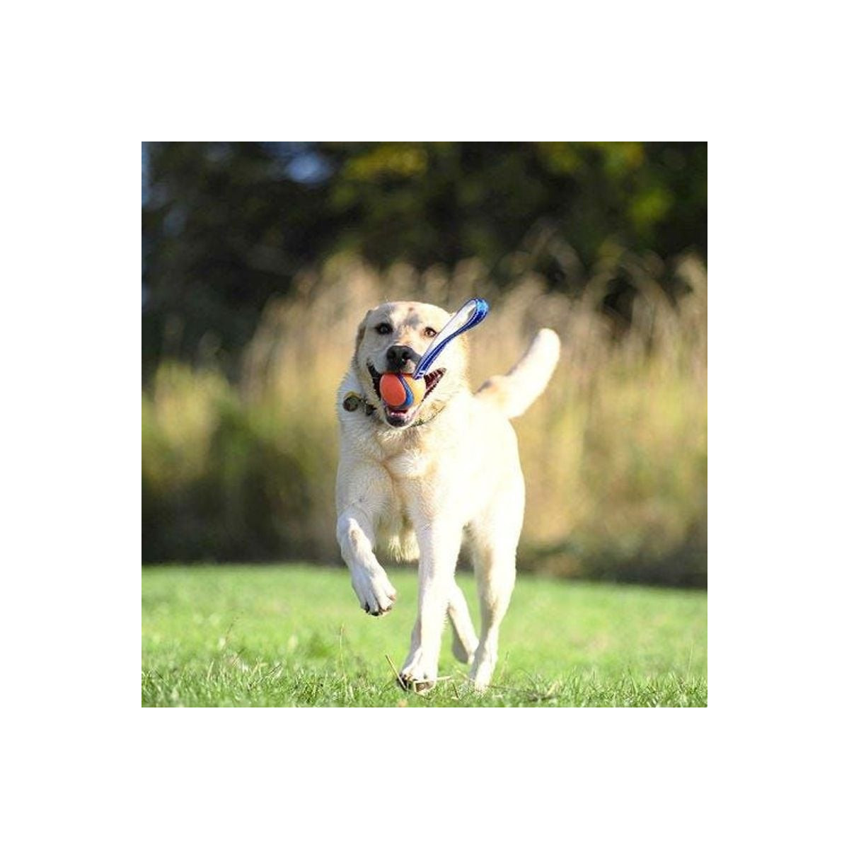 Jouet Chuckit! Ultra Tug L - Robuste et flottant pour grands chiens