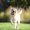 Jouet Chuckit! Ultra Tug L - Robuste et flottant pour grands chiens