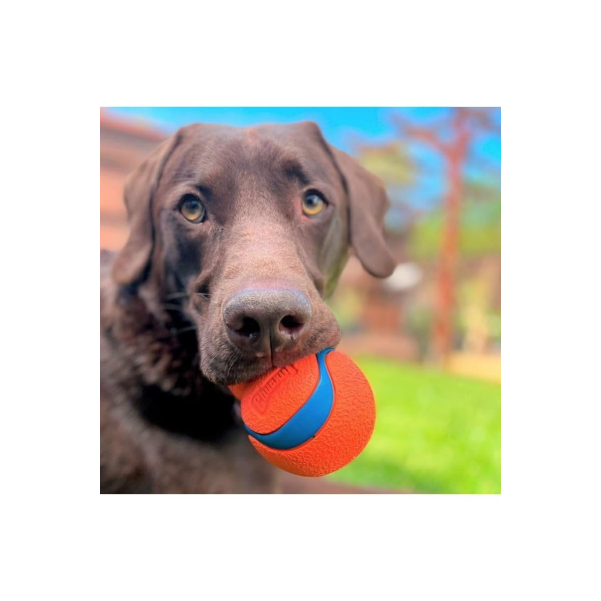 Jouet chien Ultra Tumbler : Lancez 3x plus loin avec Chuckit!