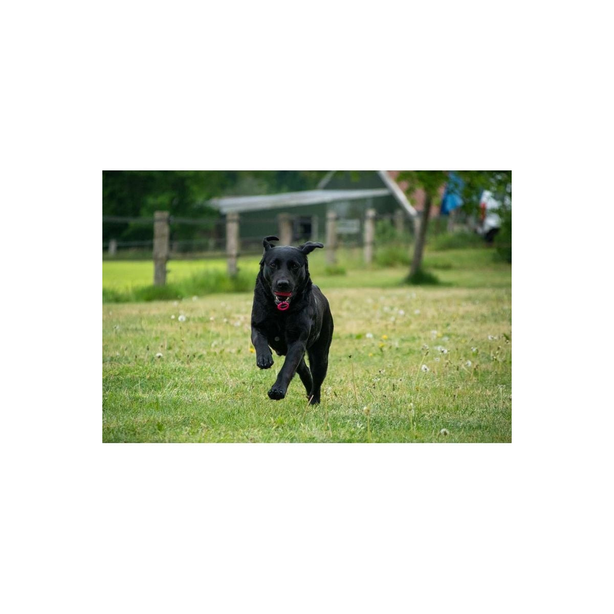 Jouet chien Dog Comets : balle lanceur vert 8cm, rebond ultra-durable