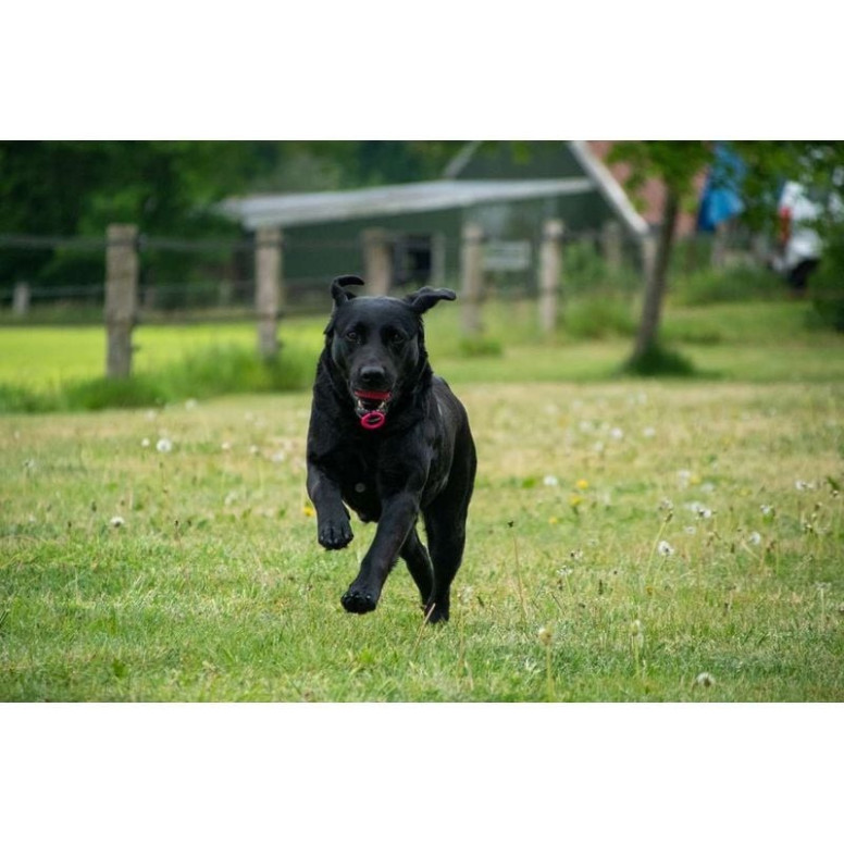 Jouet chien Dog Comets : balle lanceur vert 8cm, rebond ultra-durable
