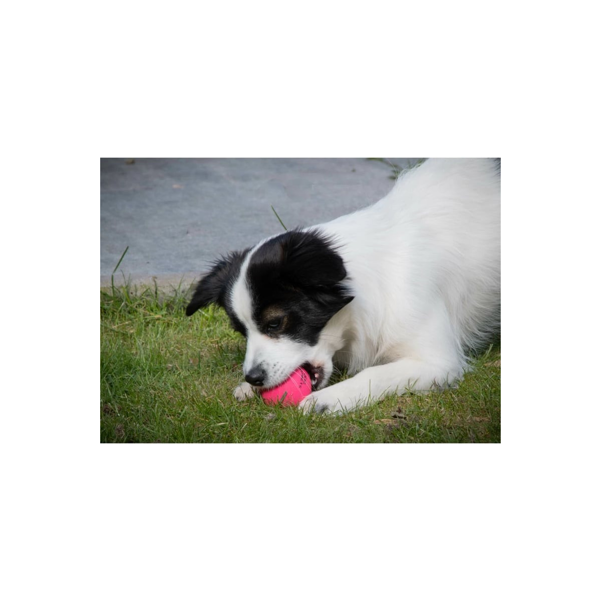 Balle chien Dog Comets Stardust Rose - Jouet naturel flottant 5 cm