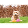 Balle chien Dog Comets : Exoplanet Orange L1, rebond, flottante